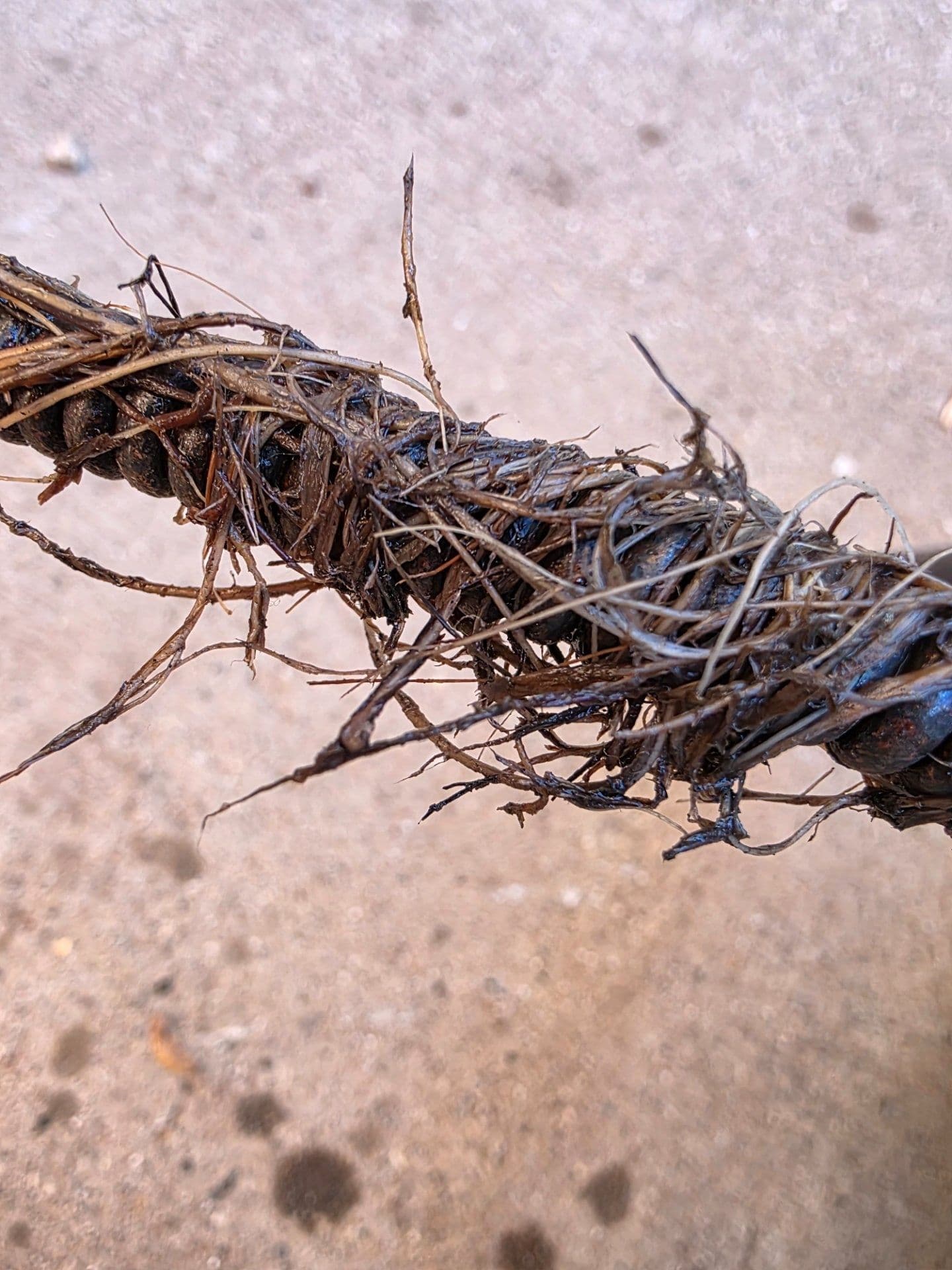 Root Blockage Cleared From a Lubbock Sewer Line